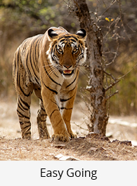 India: Triángulo de Oro + Safari