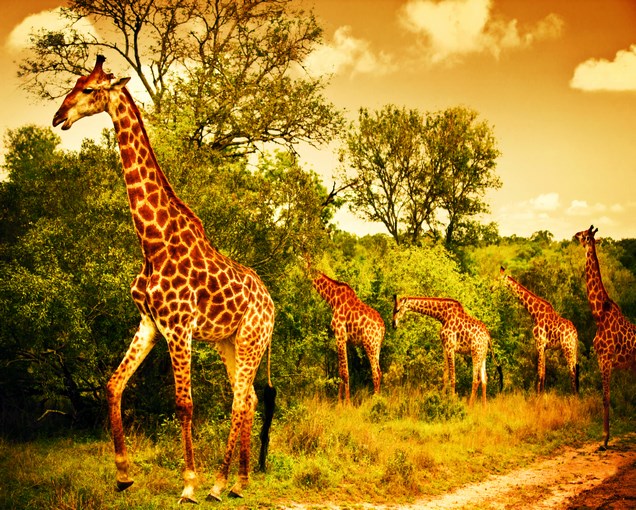 Gran Viaje a Sudáfrica