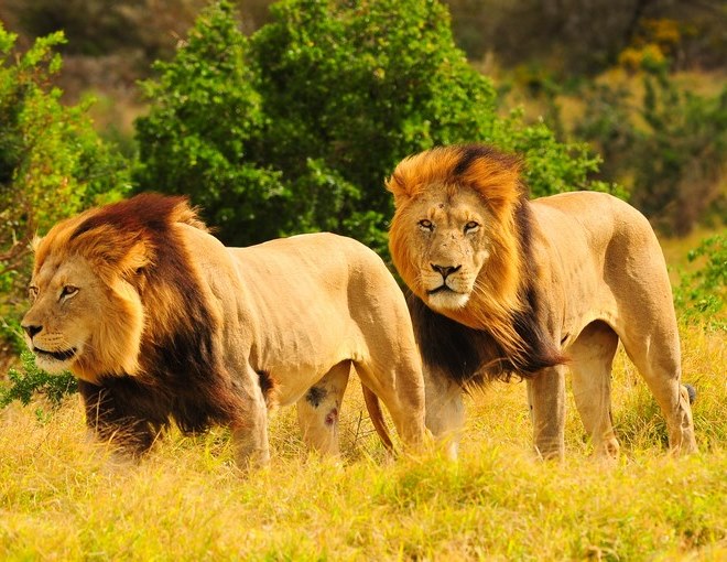 Safari en Kenia
