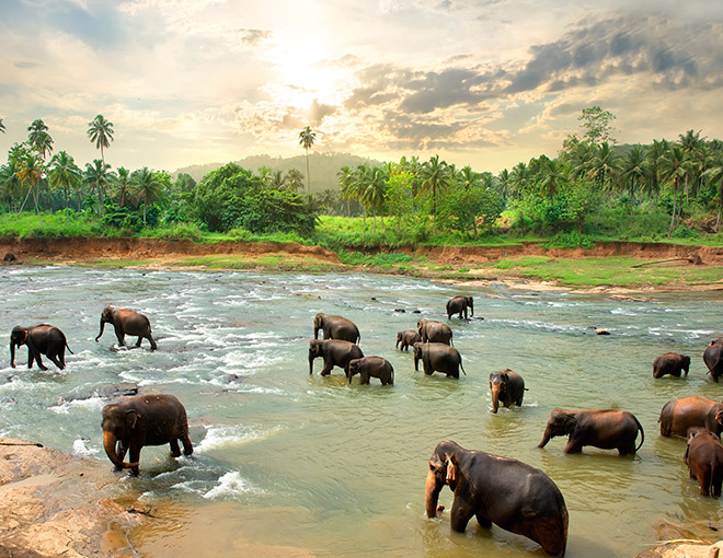La Perla del Índico: Sri Lanka