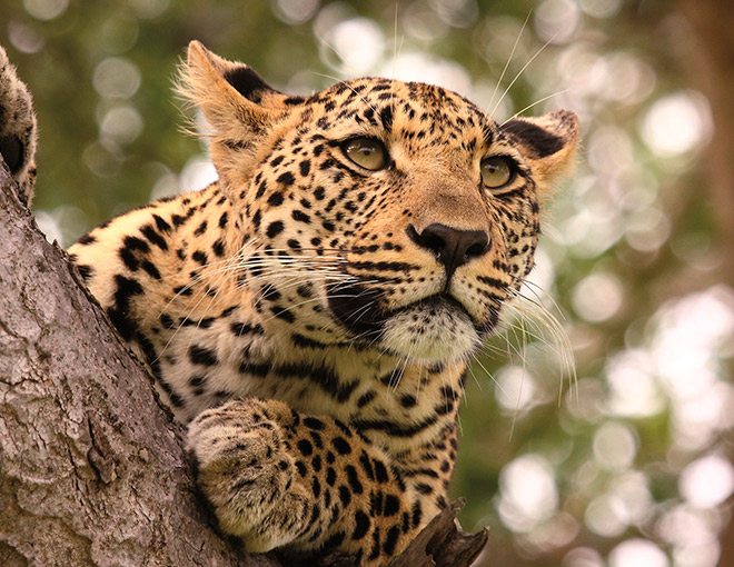 Gran Viaje a Sudáfrica y Cataratas Victoria