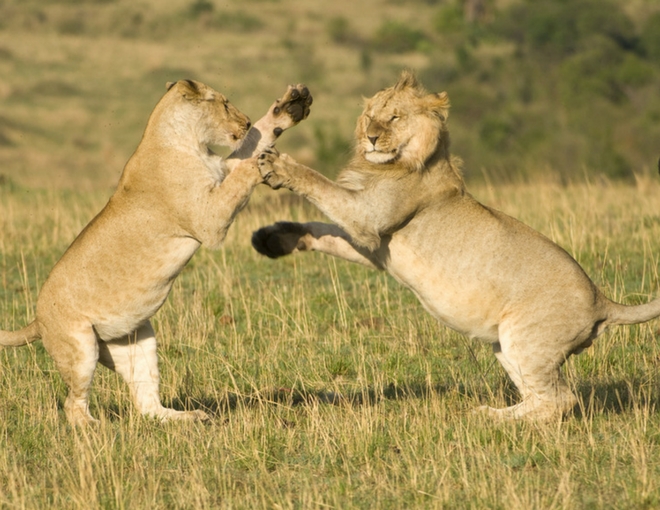 Safari en Kenia y Playas de Zanzibar