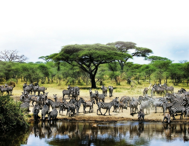 Safari en Kenia