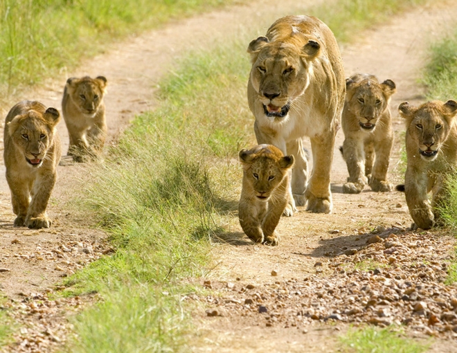 Gran Safari en Tanzania (Opción B)